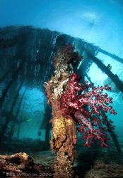 Shot under the jetty of some island in Raja Ampat. by Dr Bob Whorton 